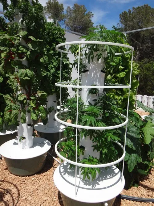 aeroponic-cannabis-clones-6