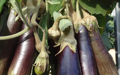 Groeiende aubergines op een Tower Garden