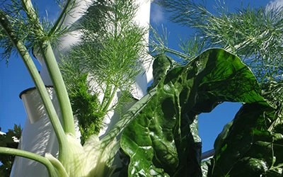 Venkel op een Tower Garden