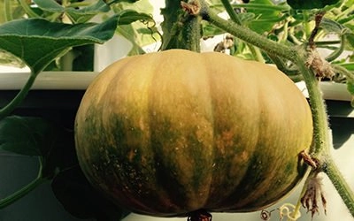 Pompoen op een Tower Garden