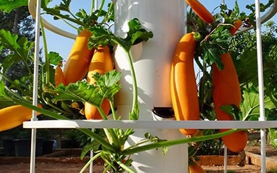 Courgettes op een Tower Garden