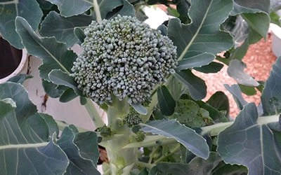 Broccoli op een Tower Garden