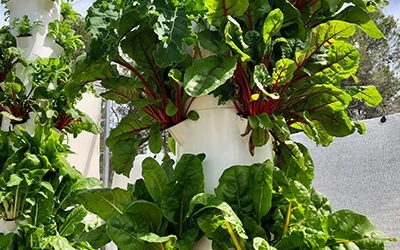 Snijbiet kweken op een Tower Garden