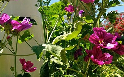 Edible Flowers on Aeroponic Towers