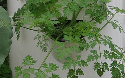 Aromatische Kruiden op een Tower Garden