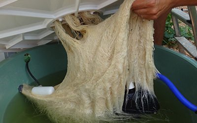 Avoiding DWC (Deep Water Culture)