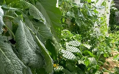 Ibiza Farm et Apocapoc lancent la première Tower Farm à Barcelone, Espagne