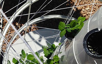 Aeroponic Beans & Peas on a Tower Garden