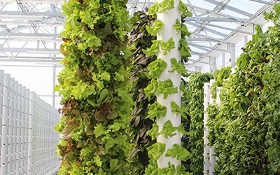 Aeroponic Farms & Tower Farms