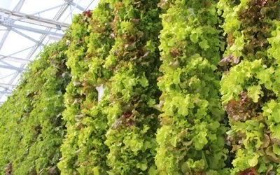 Tower Garden Europe, USA & Canada.