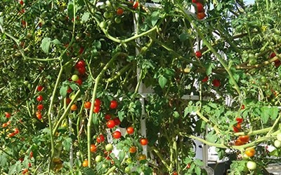 Growing tomatoes commercially in a Tower Farm