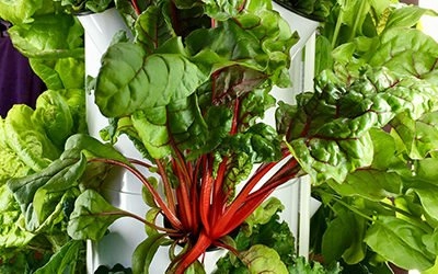 Waarom is het ‘t beste een Tower Farm en/of een Tower Garden via de website van Ibiza Farm te bestellen?