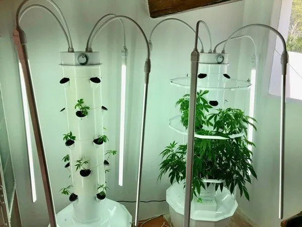 aeroponic-cannabis-clones-5