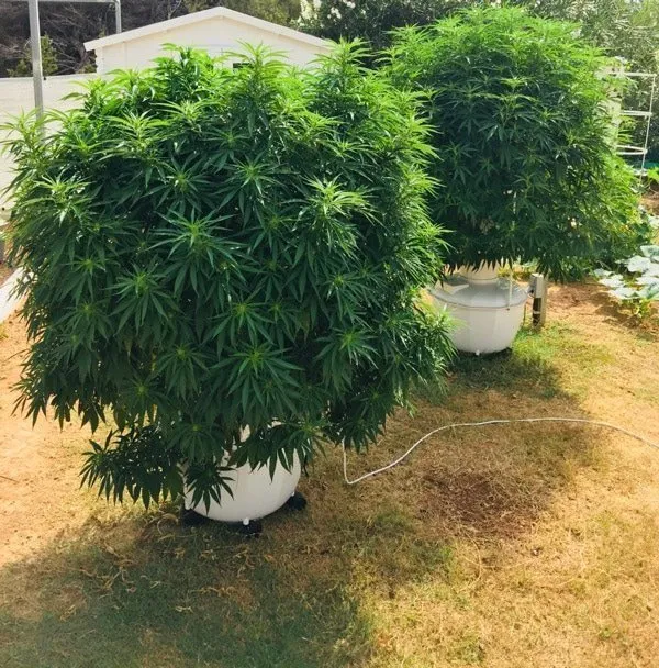 aeroponic-cannabis-clones-6