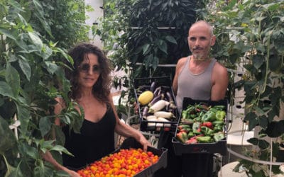 Is the Tower Garden a hydroponic tower or an aeroponic tower?