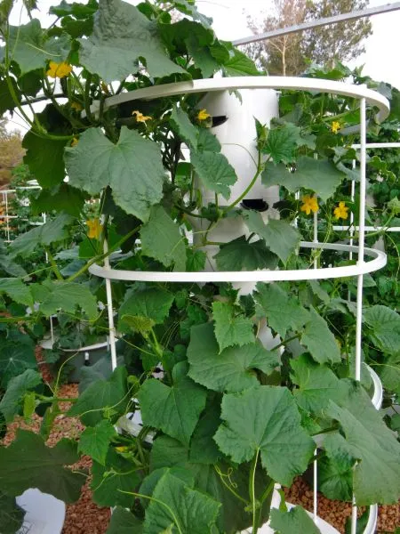 aeroponic-tower-garden-cucumber-025