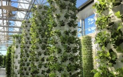 Micro greens towers official new name is now ‘Baby Greens Towers’!