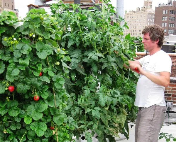 tower-garden-strawberry-001