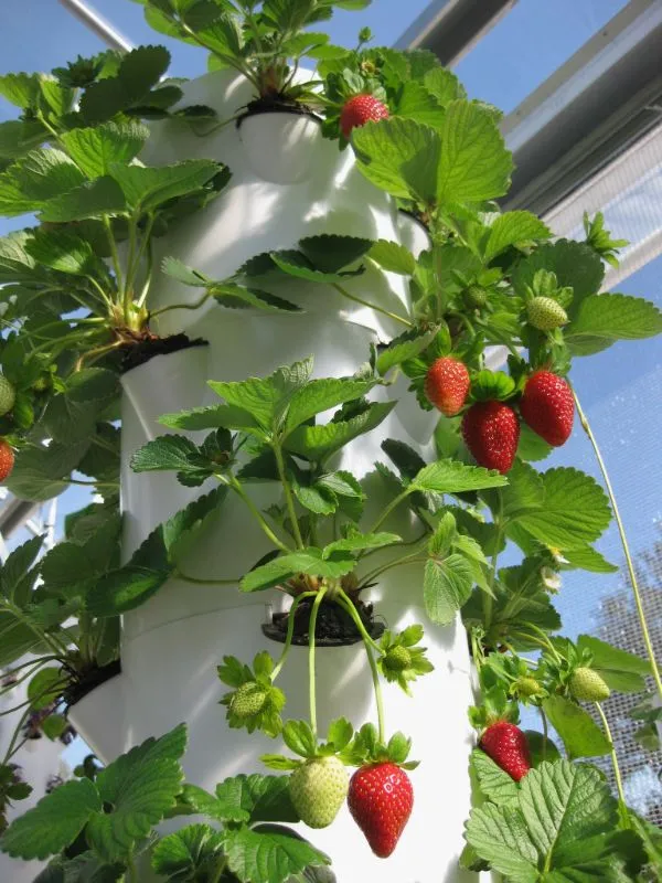tower-garden-strawberry-002