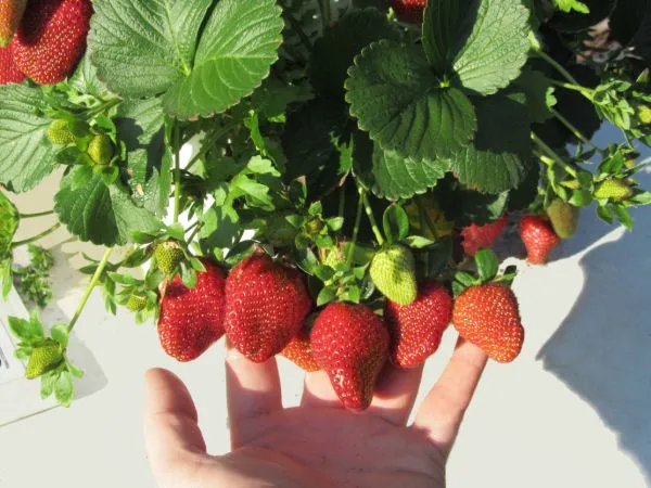 tower-garden-strawberry-003