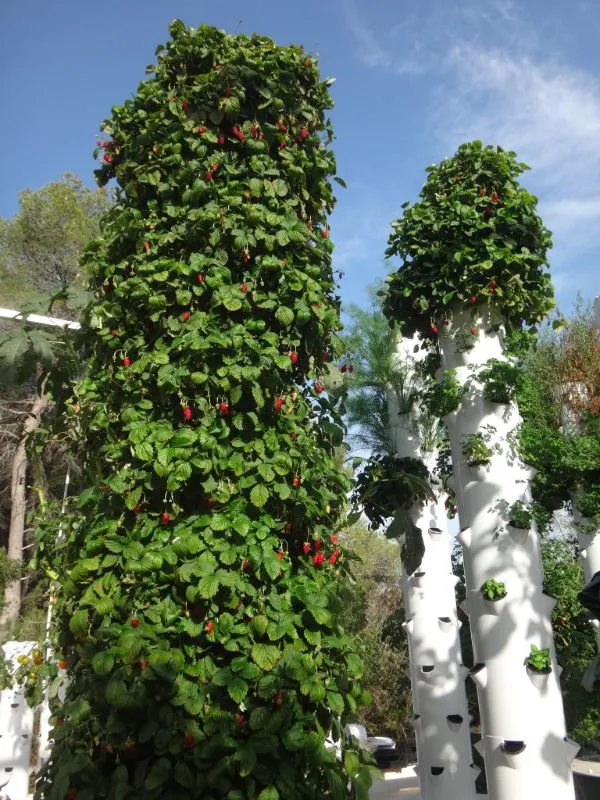 tower-garden-strawberry-004
