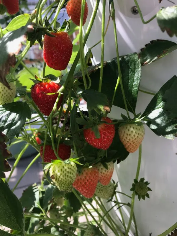 tower-garden-strawberry-013