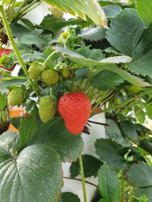 tower-garden-strawberry-016