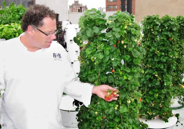 tower-garden-strawberry-017