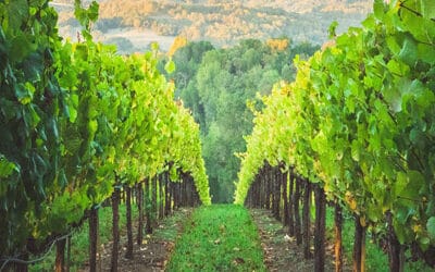 France: European leader in agricultural production