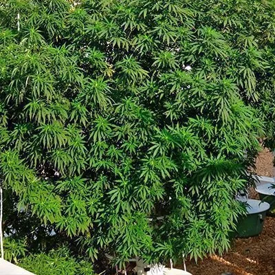 growing-aeroponic-marijuana