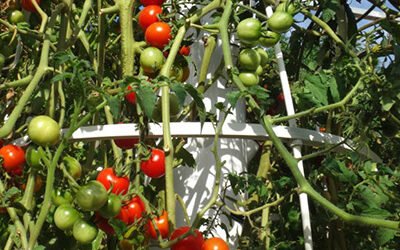 Support Cages for Tower Garden & Tower Farms