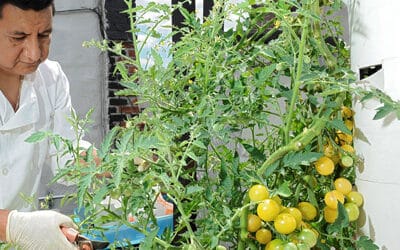 Tower Garden in Mexico, Central America, and South America