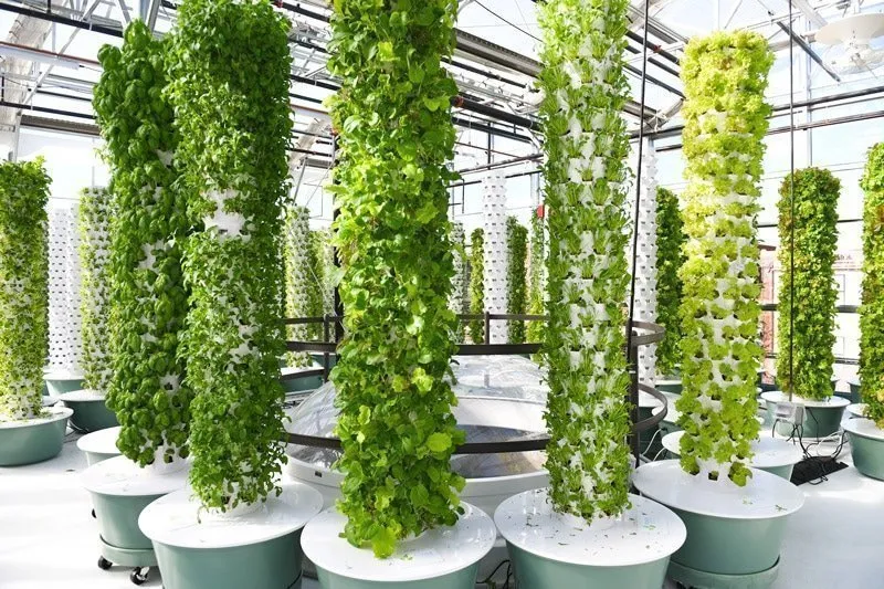 microgreens-tower-farm