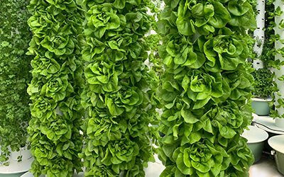 Harvests rotations for leafy greens & herbs