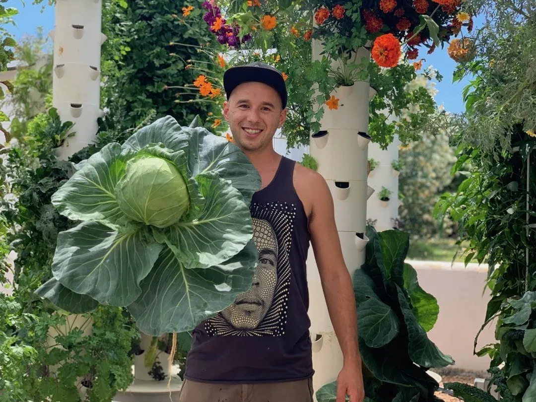 cabbage-in-towergarden-aeroponics