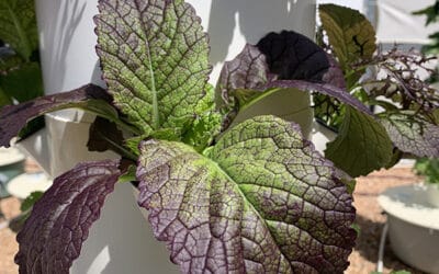 Growing aeroponic mustard greens on a Tower Garden