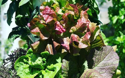 Leafy greens & herbs are guaranteed to sell out when grown in a Tower Farm