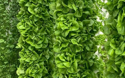 Is the Tower Garden safe?