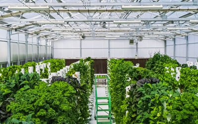 Agronomy  Consultancy Services