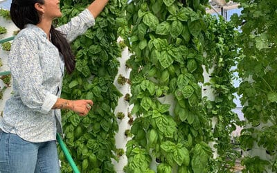 How to grow basil on a Tower Garden