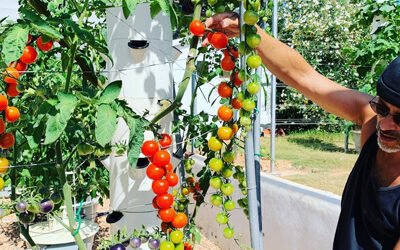 Tomato Farming Using Hydroponic Towers