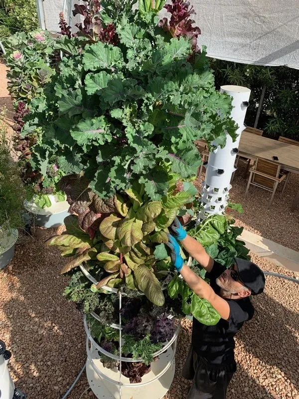 aeroponic-kale-vertical
