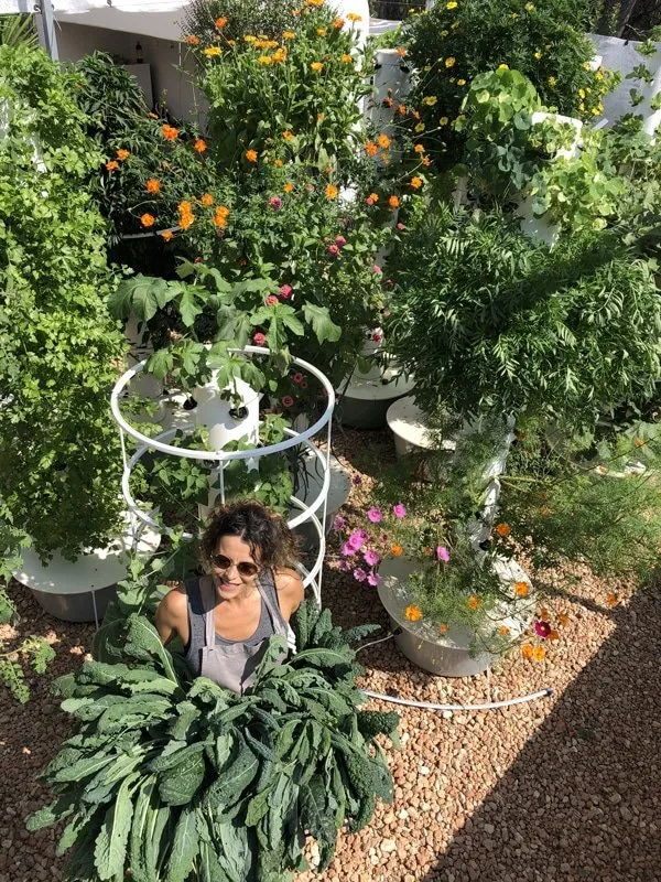 aeroponic-kale