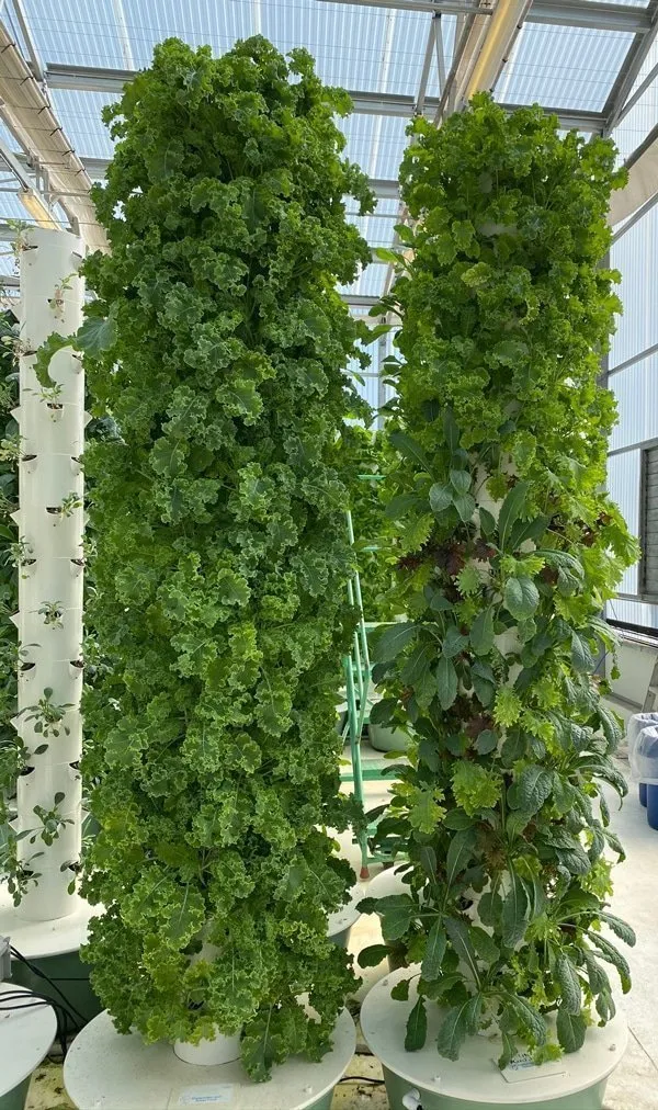 commmercial-kale-farm