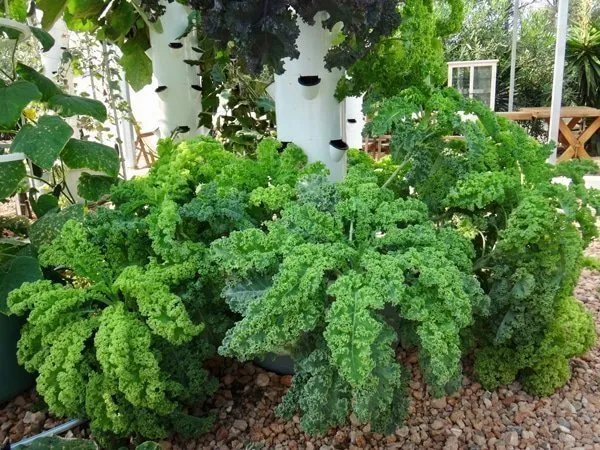 siberian-kale-tower-garden