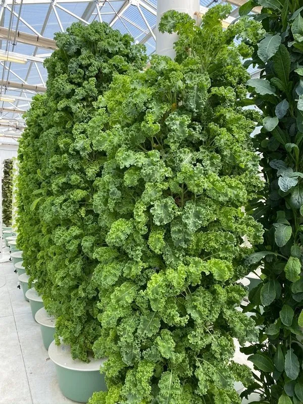 tower-farms-kale