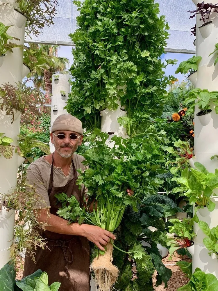 aeroponic-celery