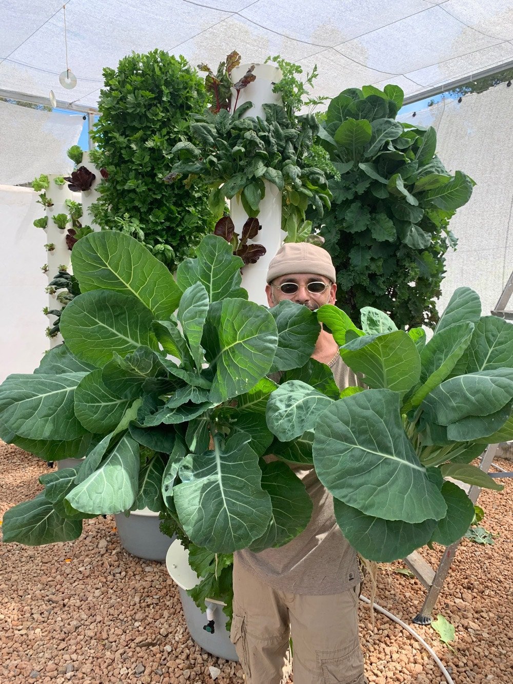 aeroponic-collard-greens