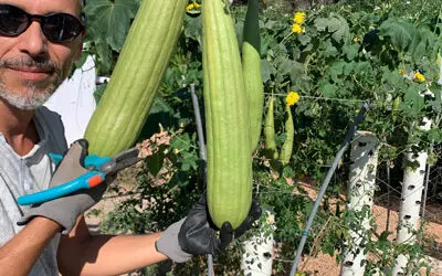 Growing Loofah Sponges on a Tower Garden