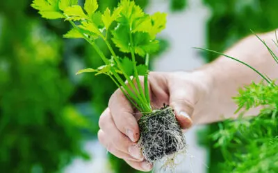 Is Aeroponics Better than Hydroponics?